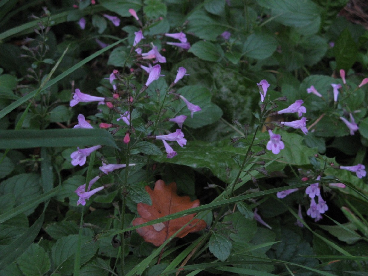 Calamintha nepeta  (=Calamintha menthifolia)